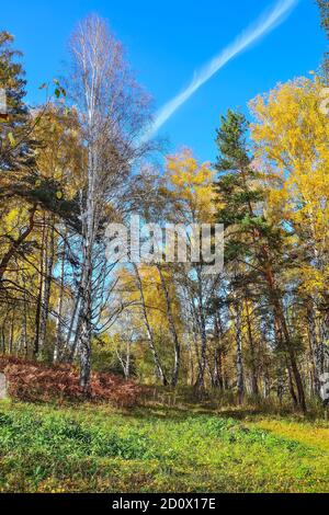 Prato di falda con erba verde vicino alla foresta autunnale con colorito fogliame luminoso. Pittoresco paesaggio autunnale in boschetto di betulla dorata in una calda giornata di sole. Autu Foto Stock