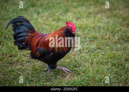 Bantam Thuringian Bareded Chicken Rooster (Thüringer Zwerg-Barthhuhn), una razza di pollo tedesca Foto Stock