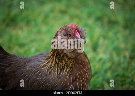 Bantam Thuringian Bearded Chicken (Thüringer Zwerg-Barthuhn), una razza di pollo tedesca Foto Stock