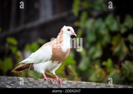 Ganselkröpfer austriaco, una razza di piccione a rischio di estinzione (cropipper) proveniente dall'Austria Foto Stock