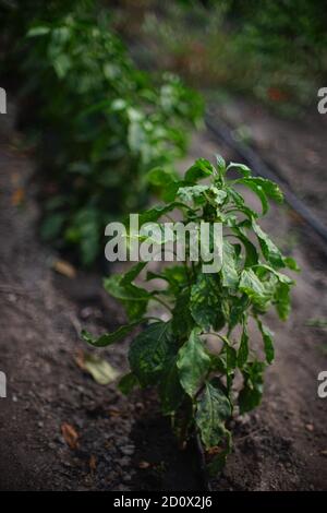 Grandi cespugli verdi di pepe dolce crescono in fila in giardino Foto Stock