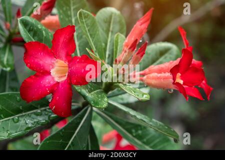 Fiori di Azalea rosso fiorire con gocce d'acqua sui petali dopo la pioggia Foto Stock