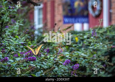Farfalla a coda di rondine della tigre orientale (Papilio glaucus) su fiori viola ad Atlanta, Georgia. (STATI UNITI) Foto Stock