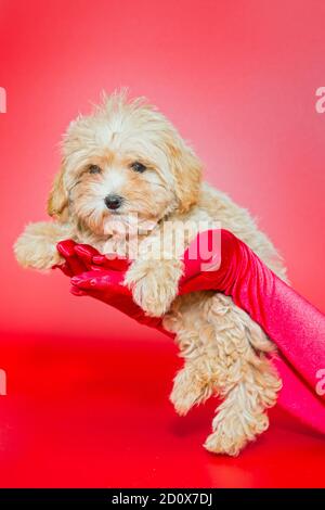 Le mani femminili in guanti di seta rossa tengono un cucciolo maltese su sfondo rosso Foto Stock