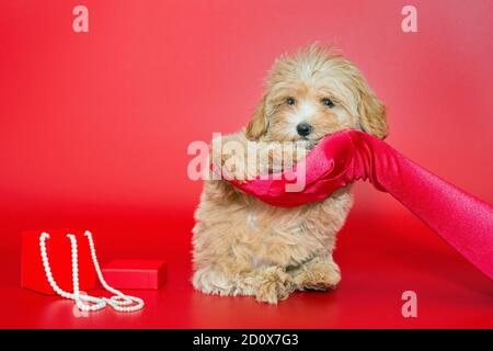 Le mani femminili in guanti di seta rossa tengono un cucciolo maltese su sfondo rosso Foto Stock