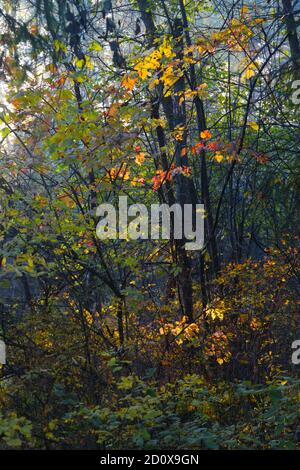 Foresta closeup, bellissimo paesaggio autunnale, la luce del sole splende attraverso i rami, alberi con ombre. Foto Stock