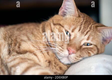 Il gatto tabby arancione e a righe ha gli occhi sonnolenti mentre riposa la testa stanca su un cuscino confortevole. Foto Stock