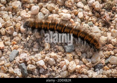 Fox Moth Caterpillar, Macrotylacia rubi in Jersey, Isole del canale. Su ghiaia. Foto Stock