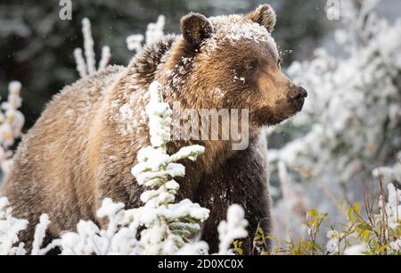 Orso grizzly nella neve Foto Stock