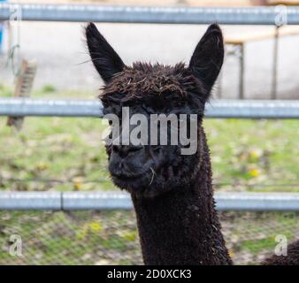 Ritratto di un alpaca con pelliccia nera, latino Vicugna pacos Foto Stock