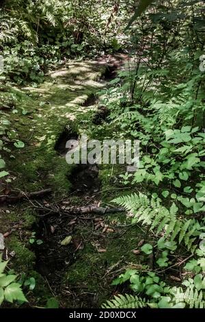 Grizzly portare 'mark trail' sulla strada per un albero di sfregamento, Khutzeymateen, BC Foto Stock