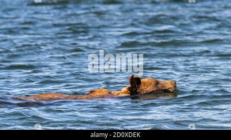 Nuoto grizzly orso, Khutzeymateen insenatura, BC Foto Stock