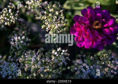 Aglio e fiore viola d'autunno Foto Stock
