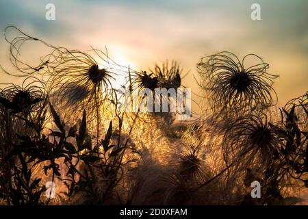 Slihouette di fiaccole di semi di clematis testa contro il sole Foto Stock