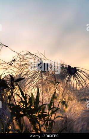 Slihouette di fiaccole di semi di clematis testa contro il sole Foto Stock