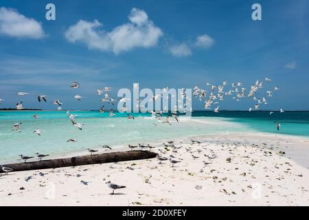 Spiaggia bianca tropicale a Cayo Cransky con un gruppo di gabbiani (Arcipelago di Los Roques, Venezuela). Foto Stock