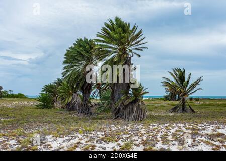 Vegetazione tropicale a Cayo de Agua (Arcipelago di Los Roques, Venezuela). Foto Stock