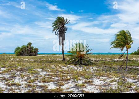 Vegetazione tropicale a Cayo de Agua (Arcipelago di Los Roques, Venezuela). Foto Stock