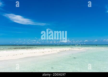 Spiaggia bianca tropicale a Cayo Sardina con uccelli marini (Arcipelago di Los Roques, Venezuela). Foto Stock