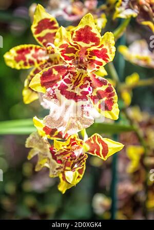 marrone con fiori di orchidee giallo nel giardino botanico in Singapore Foto Stock