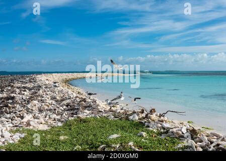 Vista di un gruppo di gabbiani a Cayo Nordisky (Arcipelago di Los Roques, Venezuela). Foto Stock