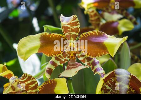 Fiori di orchidee di colore marrone-verde nel giardino botanico di Singapore Foto Stock