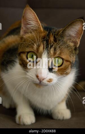 Gattino che guarda direttamente alla macchina fotografica, gatto dagli occhi verdi che guarda alla macchina fotografica Foto Stock