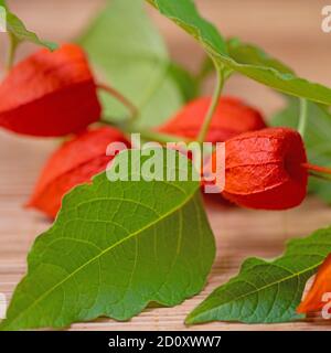 Frutti di lampion fiore, Physalis alkekengi Foto Stock