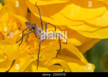 Ragno su un fiore giallo. Foto Stock