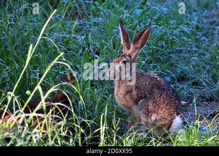 Lepus saxatilis (Lepus saxatilis) nell'erba del mattino presto presso la riserva di caccia di Erindi vicino a Omaruru, regione di Erongo, Namibia Foto Stock