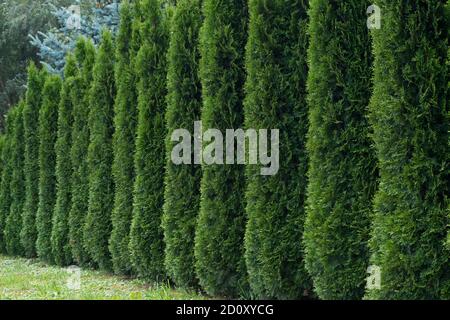 Siepe, che è una serie di thuja pyramidal verde verticale con fogliame aguglioso in prospettiva sullo sfondo della foresta Foto Stock