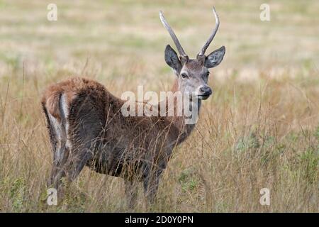 Giovane maschio Cervus elaphus in erba lunga Foto Stock