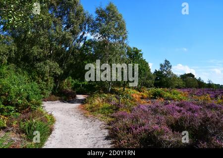 Dunwich Heath, Suffolk, Regno Unito Foto Stock