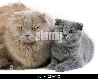 Femmina Lilac Self Highland Fold gatto domestico e blu scozzese Piega il cucciolo Foto Stock