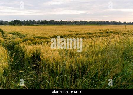 Campo di farro d'oro, erbacce di grano intero Foto Stock