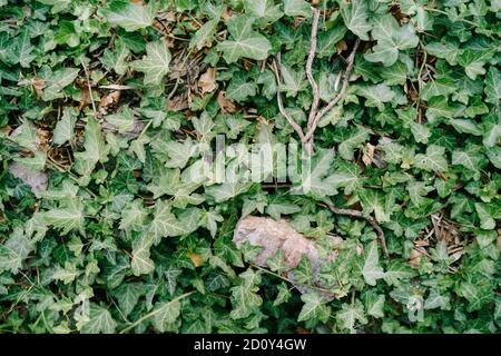 Primo piano di fitta struttura verde di foglie di edera. Foto Stock