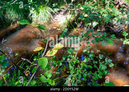 Profondo nella foresta vergine Foto Stock