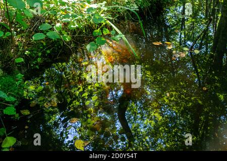 Profondo nella foresta vergine Foto Stock