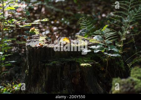 nuovo felce che cresce su albero morto Foto Stock