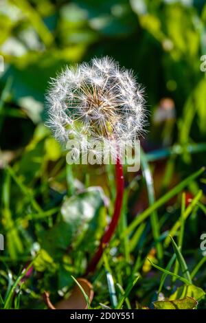 Teste di semi di dente di leone bianco, su sfondo verde, Ariege, Francia Foto Stock
