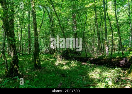 Profondo nella foresta vergine Foto Stock