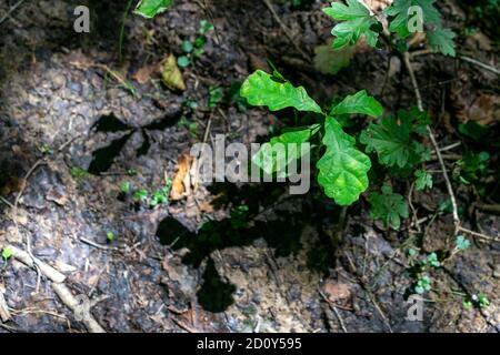 Profondo nella foresta vergine Foto Stock