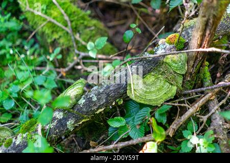 Profondo nella foresta vergine Foto Stock