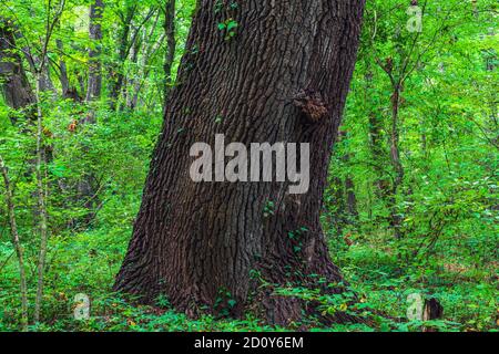 Tronco spesso di un vecchio albero in una foresta verde Foto Stock