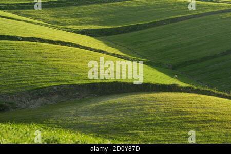 Colline ondulate del paesaggio siciliano con prati verdi in la sera Foto Stock