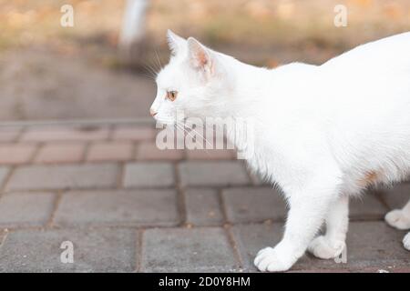 Gatto bianco a piedi sul marciapiede accanto alla strada in città via Foto Stock