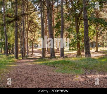 Alberi di pino in un bosco. Il sole getta luce e lunghe ombre sul terreno mentre un sentiero si snoda attraverso l'albero Foto Stock