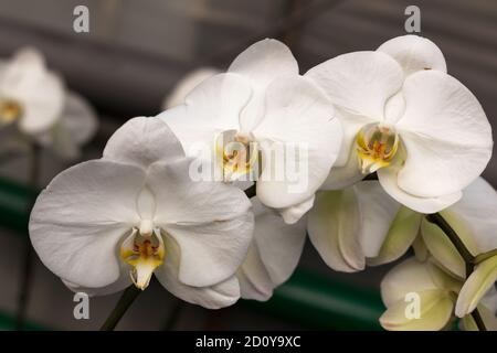 Fiori di orchidee ripetuti, fuoco selettivo. Belle orchidee. Foto Stock