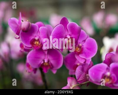 Fiori di orchidee ripetuti, fuoco selettivo. Belle orchidee. Foto Stock