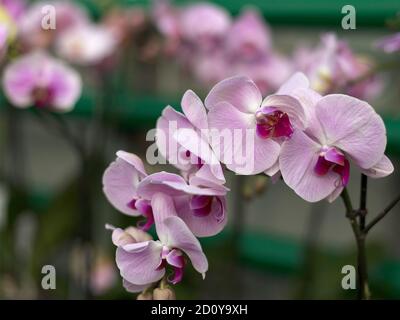 Fiori di orchidee ripetuti, fuoco selettivo. Belle orchidee. Foto Stock